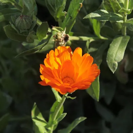 Apartmán By The Sea Kanica, Rogoznica - 1119 *