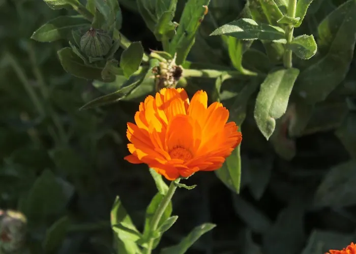 Daire By The Sea Kanica, Rogoznica - 1119 *